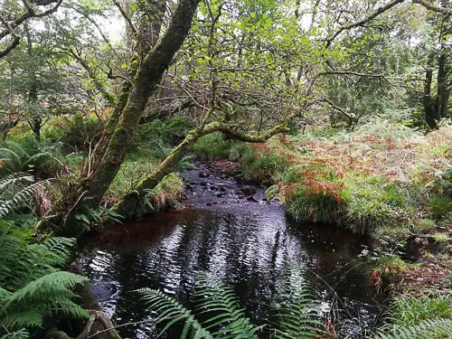 Small stream on Arran