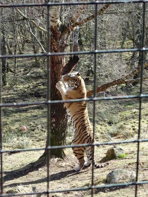 Amur Tiger at Highland Wildlife Park