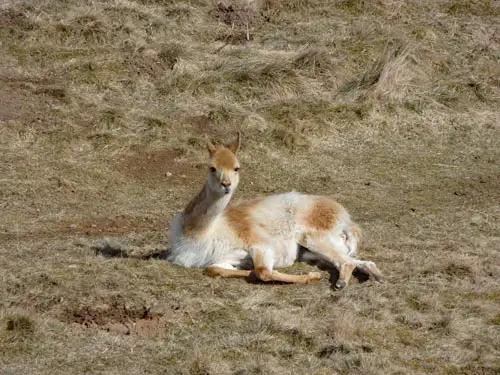 Highland Wildlife Park