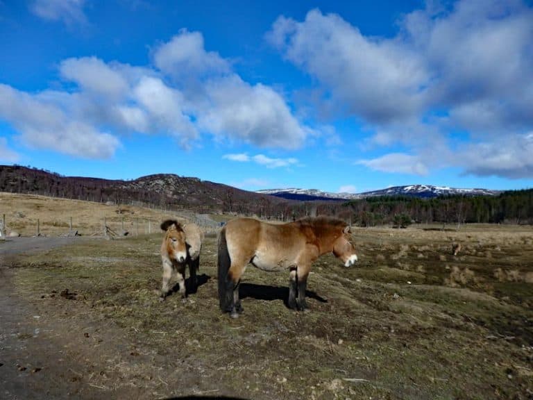 Highland Wildlife Park