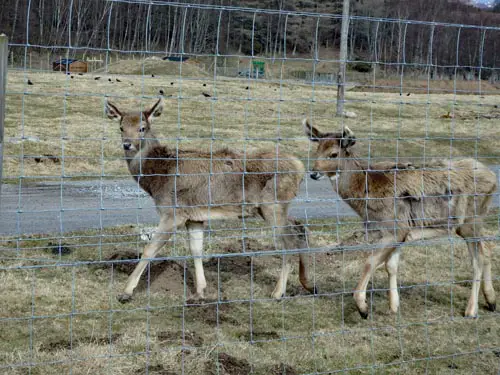 Highland Wildlife Park