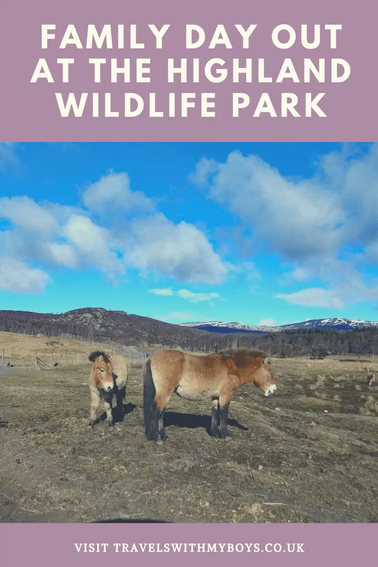 Family Day Out at Highland Wildlife Park | Family Day Out Near Aviemore Scotland