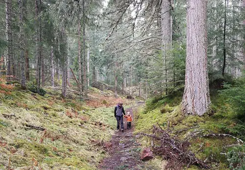 Plodda Falls