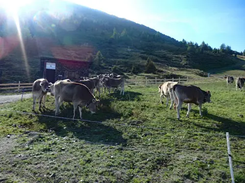 Cows in Austria