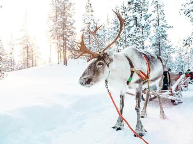 reindeer in lapland