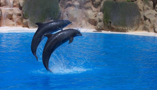 Dolphins in Tenerife