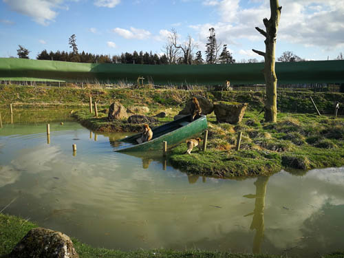 Monkeys at Blair Drummond