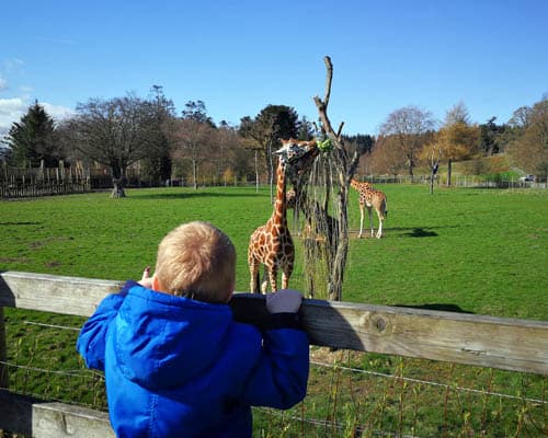 Young boy watching the giraffes