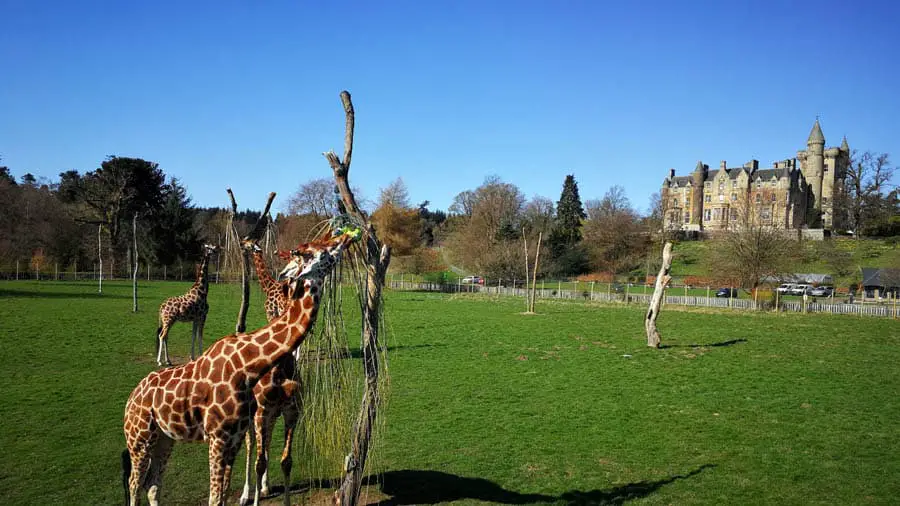 Giraffes at Blair Drummond