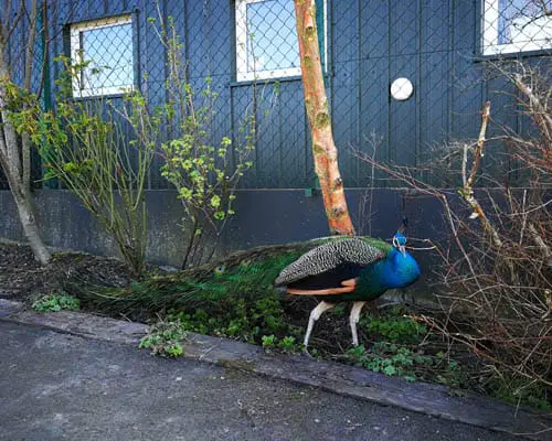 Peacock at Blair Drummond