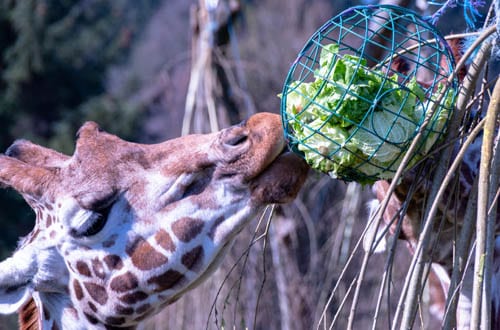 Giraffe at Blair Drummond