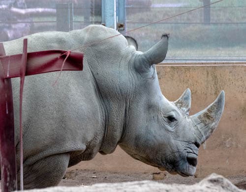 Rhino at Blair Drummond