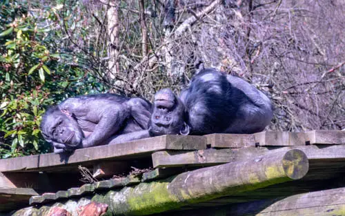 Chimps at at Blair Drummond