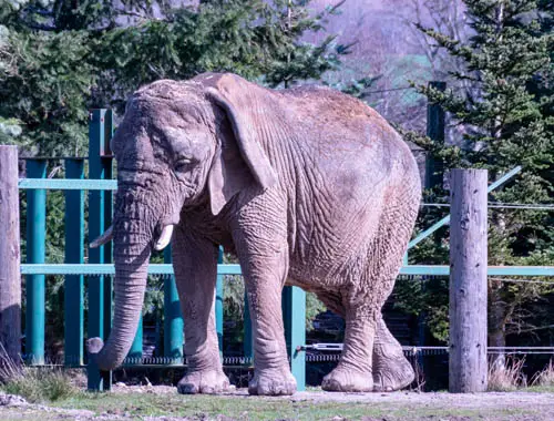 Elephant at Blair Drummond