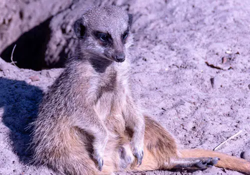 Meerkat at at Blair Drummond