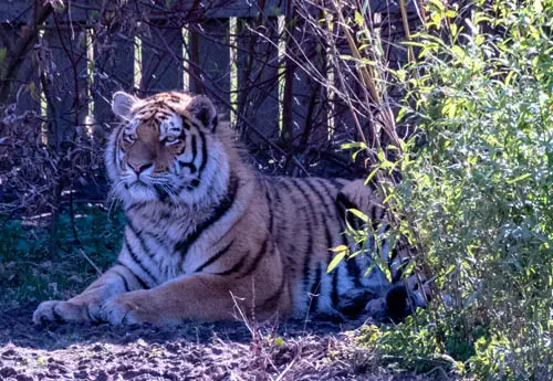 Tiger at Blair Drummond