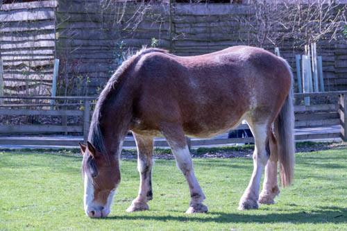 Horse at Blair Drummond