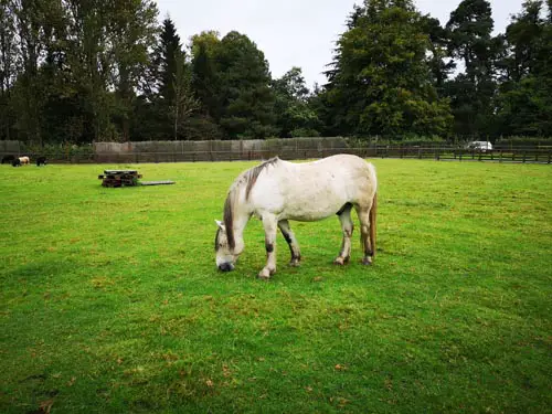 Blair Drummond Safari and Adventure Park