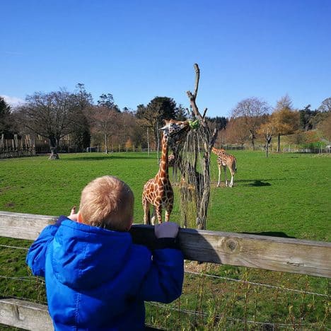 Young boy looking at the giraffes at Blair Drummond Safari Park