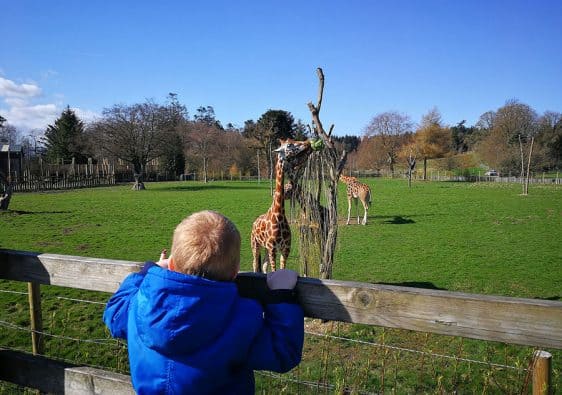 Young boy looking at the giraffes at Blair Drummond Safari Park