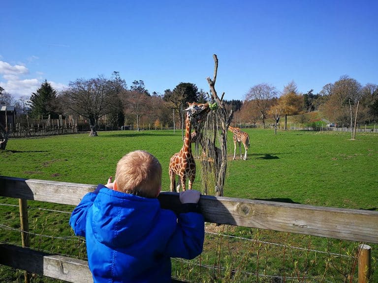 Young boy looking at the giraffes at Blair Drummond Safari Park