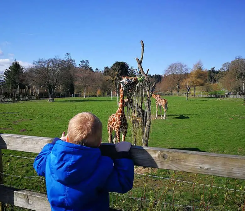 Young boy looking at the giraffes at Blair Drummond Safari Park