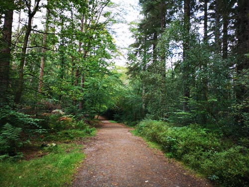 Dalbeattie Forest