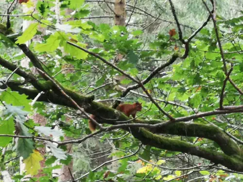 Dalbeattie Forest