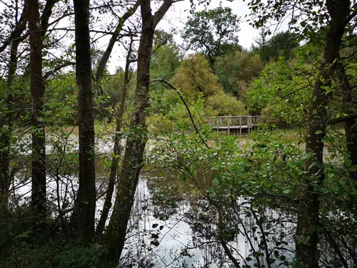 Mabie Forest