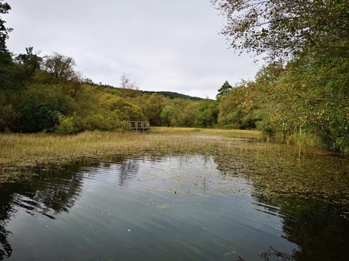 Mabie Forest