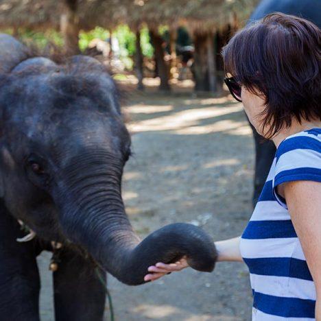 A woman caressing a young elephant's proboscis