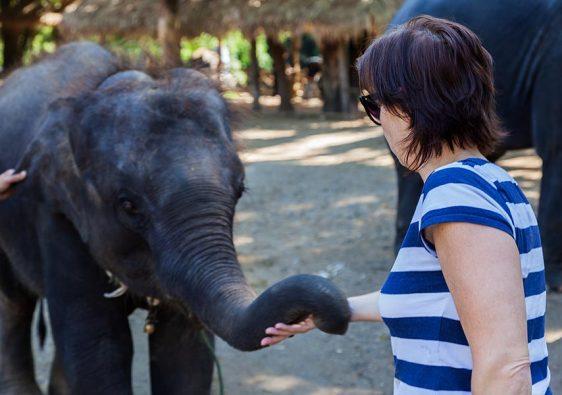 A woman caressing a young elephant's proboscis