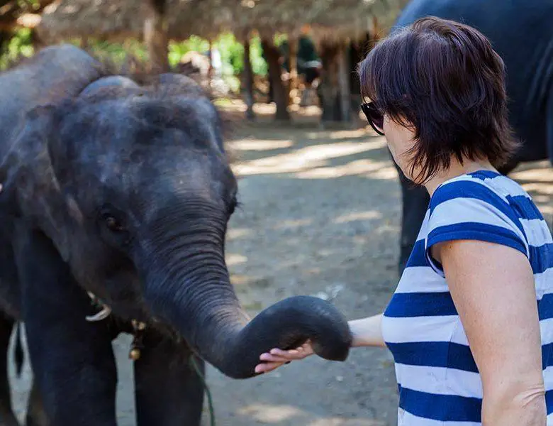 A woman caressing a young elephant's proboscis