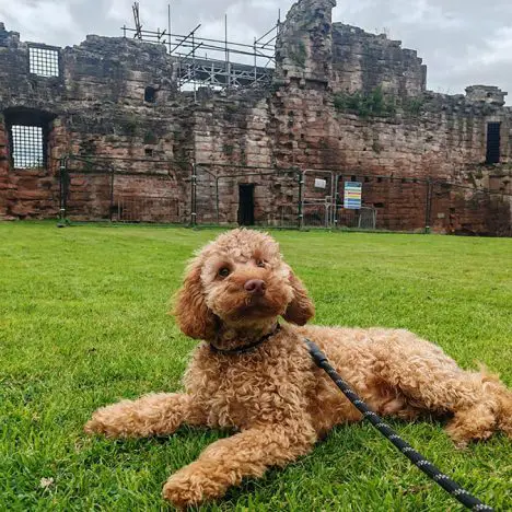 Exploring Aberdour Castle: A Family Day Out in Fife